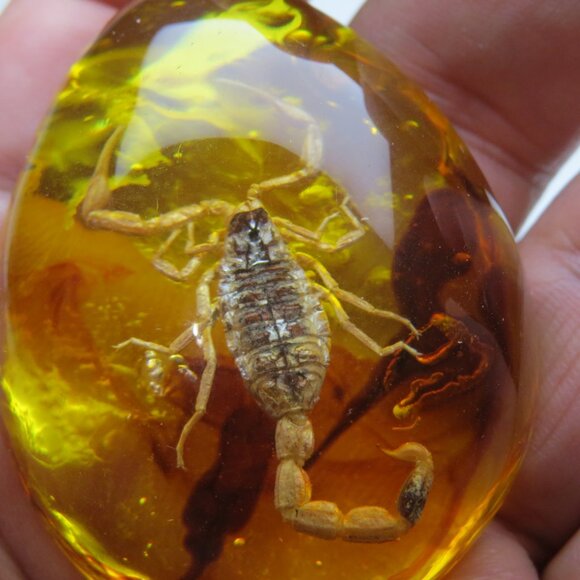 Fossil Amber Museum - Picture 2 of 5